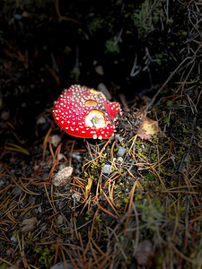 Scenes from the Trail- Fly Agaric 